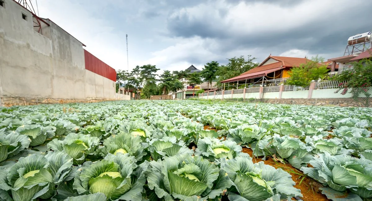 Expansive cabbage field with stormy sky, reflecting rural agricultural life.