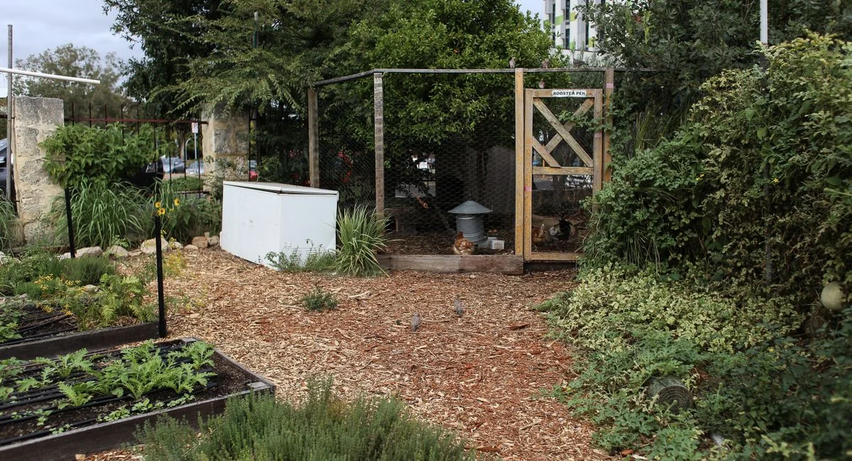 Lively urban garden featuring a chicken coop and various plants.
