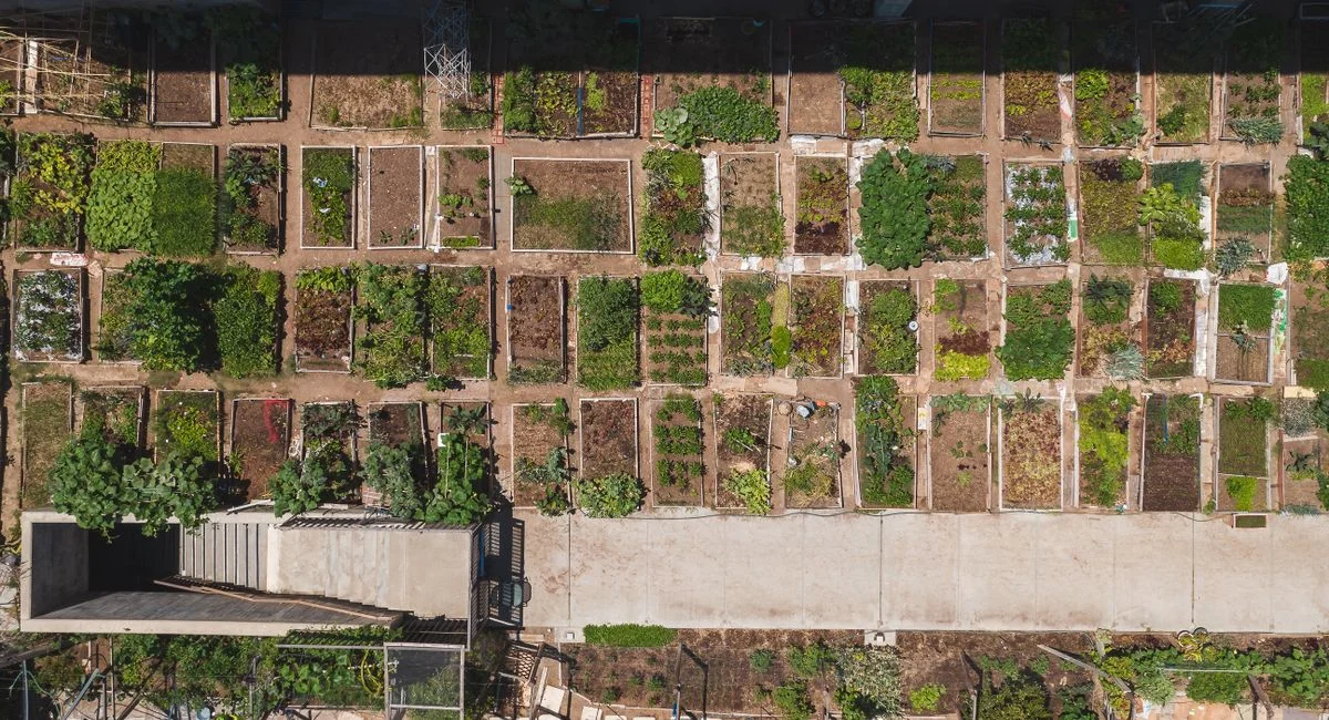 Aerial shot of a structured urban community garden with diverse plant growth.
