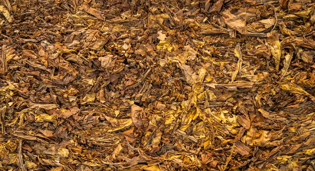 A vibrant texture of dry fallen leaves creating an earthy autumnal background.