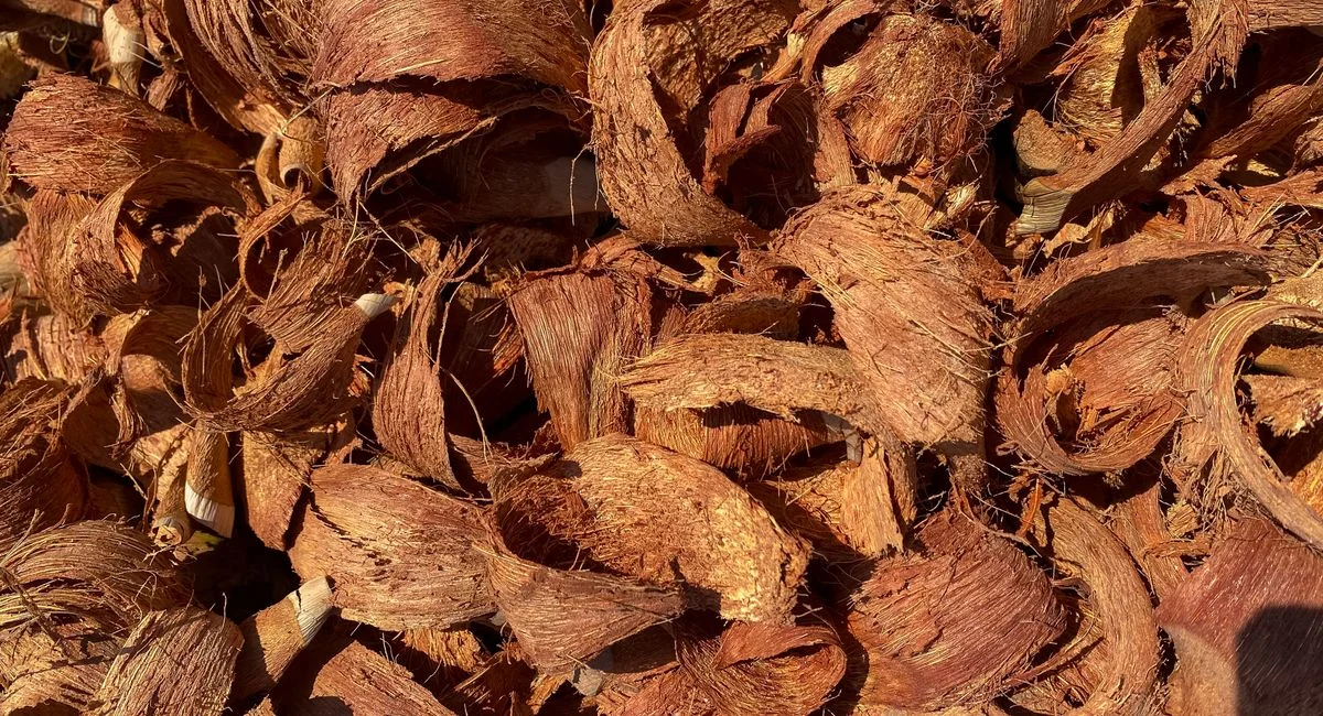 Close-up of coconut husk chips, ideal for mulching and gardening. Natural brown texture.